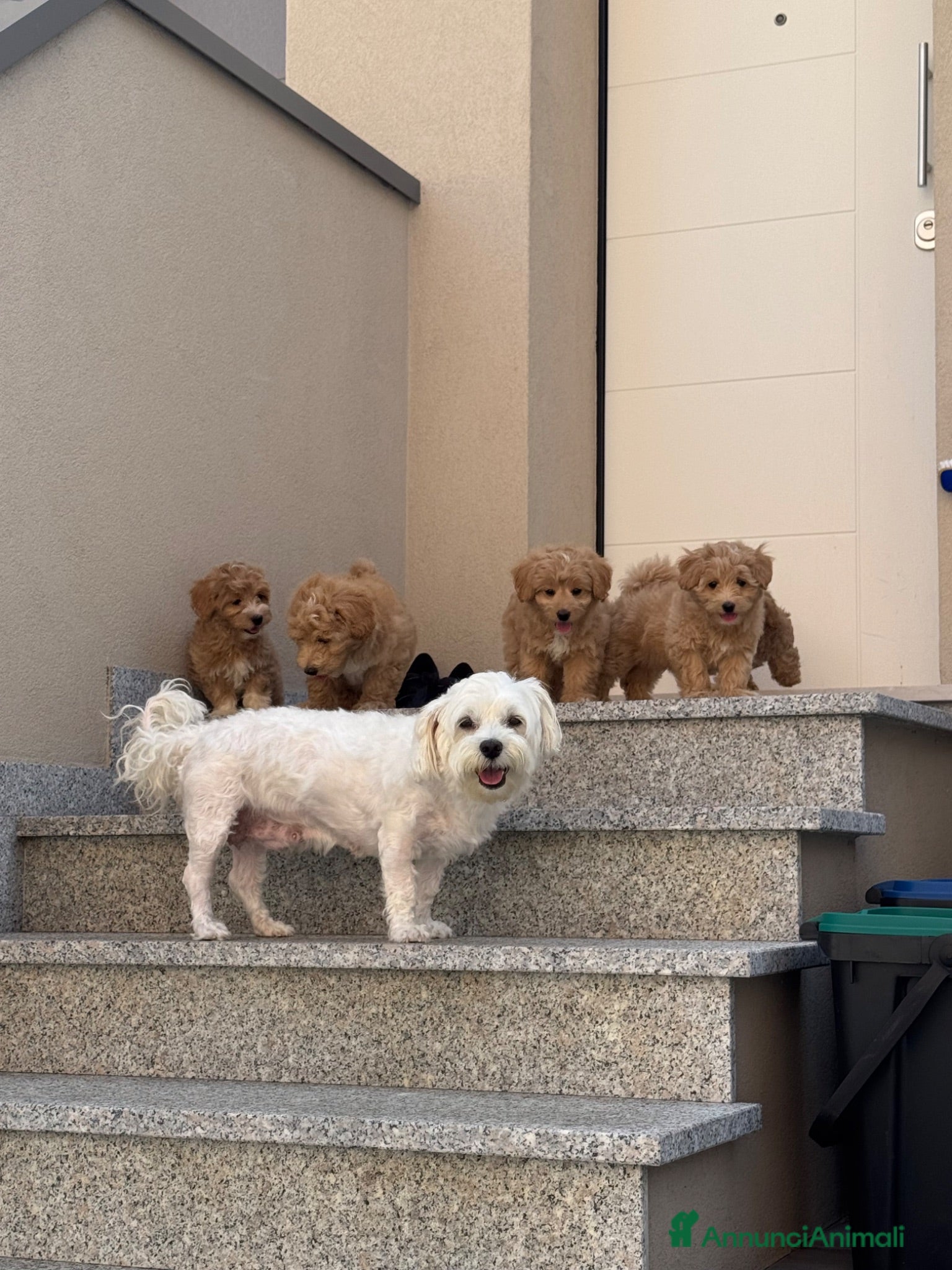 Maltipoo cani Maltipoo in pronta consegna  - Annuncio 1