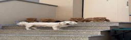 Maltipoo cani in vendita: Maltipoo in pronta consegna  - Annuncio 1