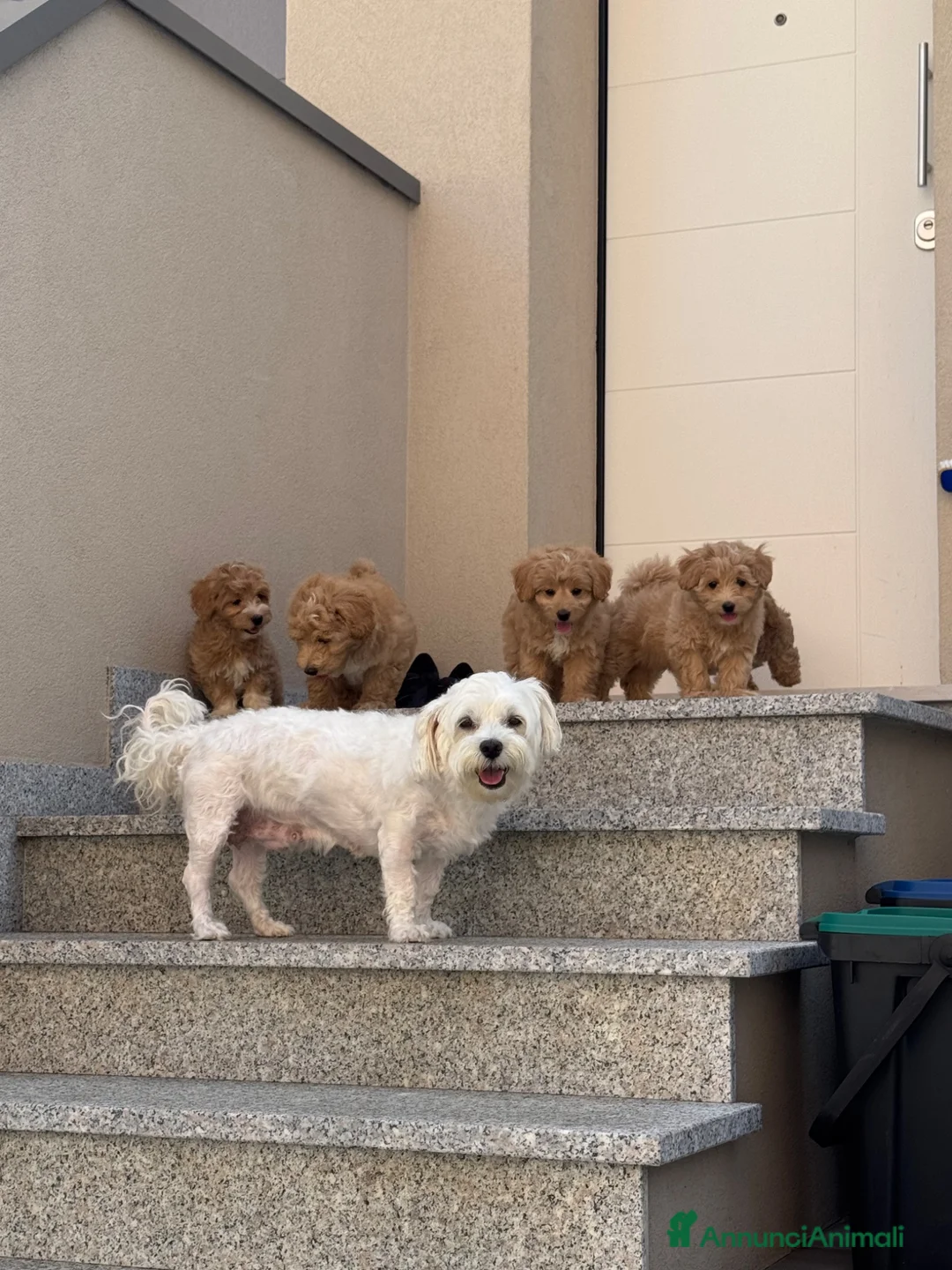 Maltipoo cani in vendita: Maltipoo in pronta consegna  - Annuncio 1