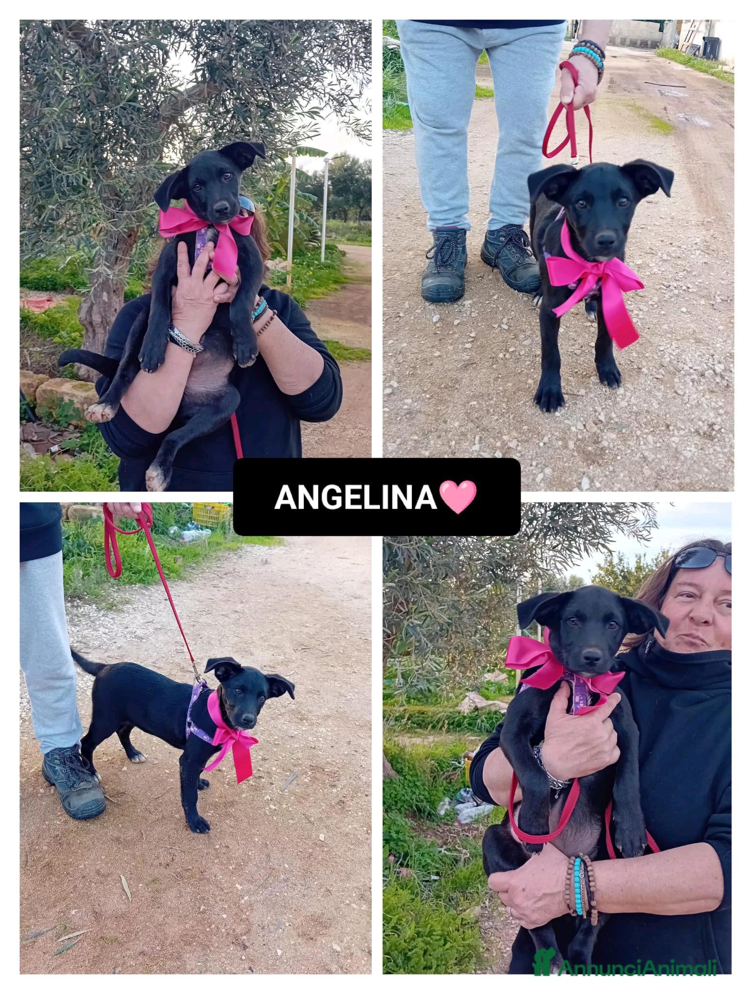 Altre razze cani ANGELINA - Annuncio 6