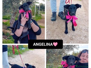 Altre razze cani ANGELINA - Annuncio 3
