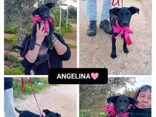 Altre razze cani ANGELINA - Annuncio 38