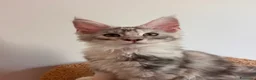Maine Coon gatti in vendita: Maine coon con pedigree  - Annuncio 4