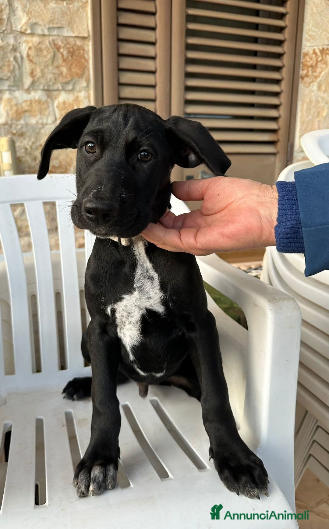 Meticcio cani in regalo: Paco, 3 mesi  - Annuncio 1