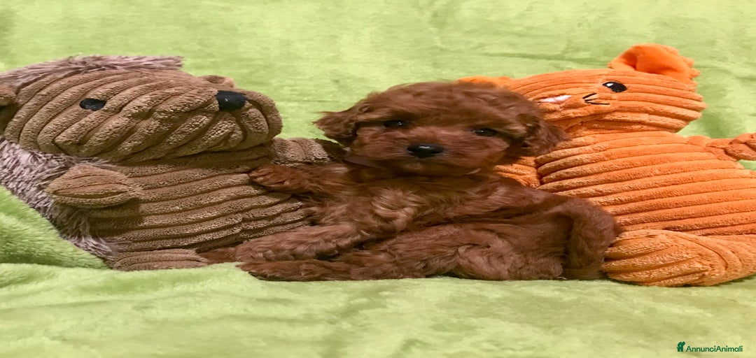 Immagine della galleria {{count}}