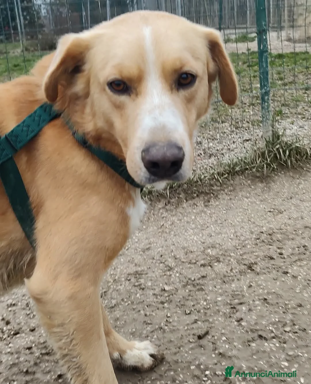 Meticcio cani in regalo: William a Provincia di Treviso - Annuncio 8