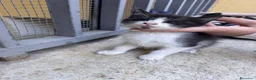 Meticcio gatti in regalo: Cercasi casa per cuccioli  - Annuncio 14