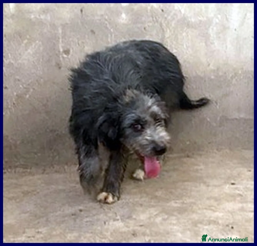 Meticcio cani in regalo: LAGUNA giovane aspetta la sua famiglia - Annuncio 2