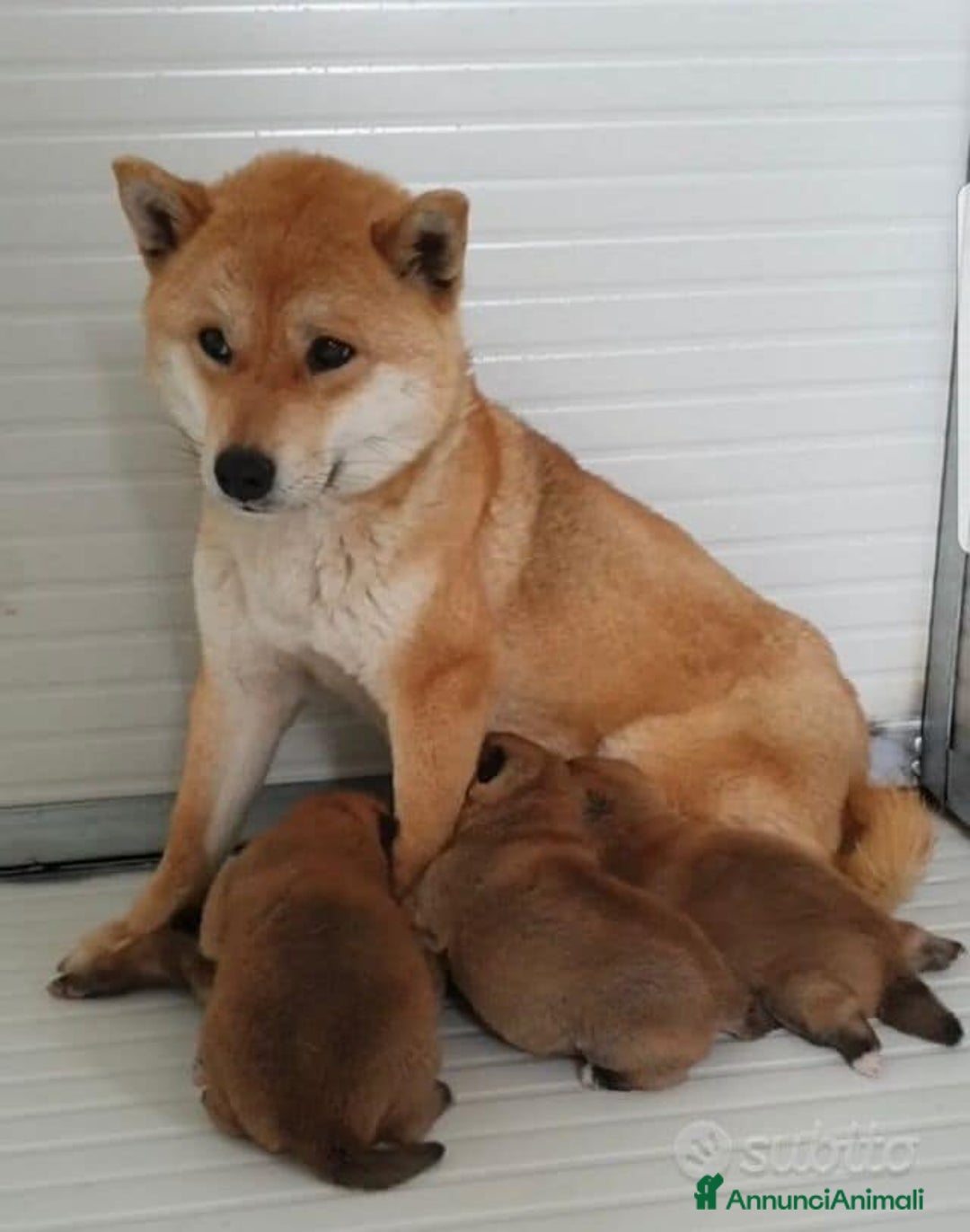 Immagine della galleria {{count}}