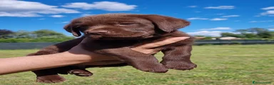 Labrador Cucciolo 1
