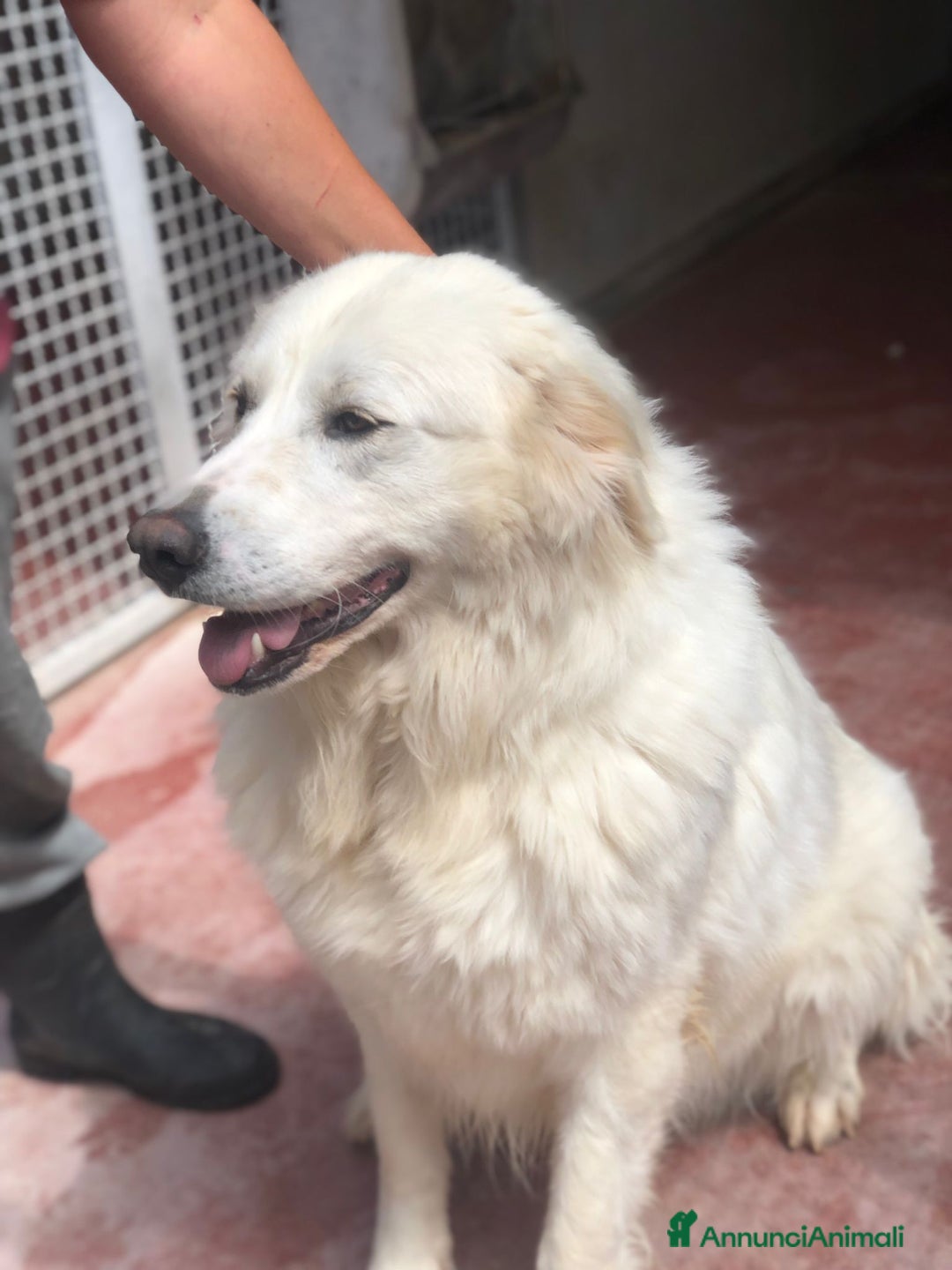 Pastore Maremmano cani in regalo: Splendida coppia di maremmani a Provincia di Viterbo - Immagine 2