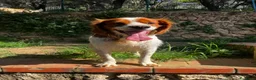Breton cani in regalo: Poli il Breton che sorride - Annuncio 1