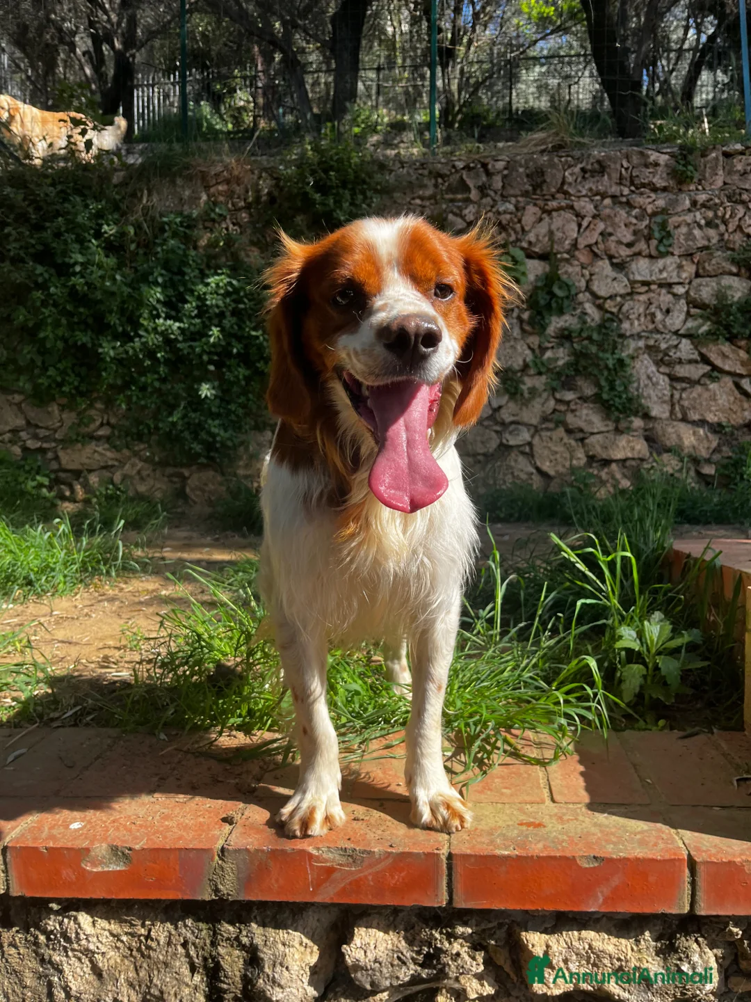 Breton cani in regalo: Poli il Breton che sorride - Annuncio 1