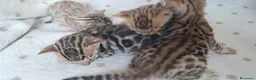 Bengala gatti in vendita: Bengala cuccioli con pedegree - Annuncio 3