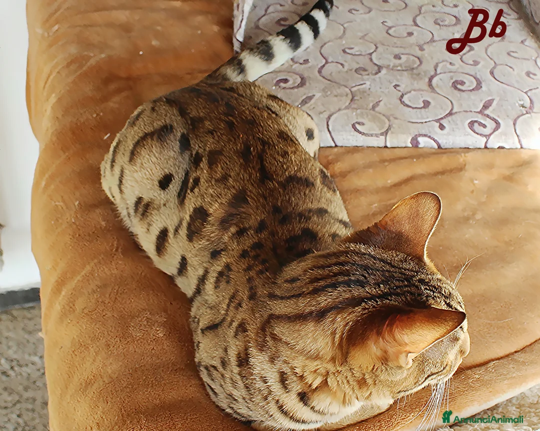 Altre razze gatti in vendita: Splendido Bengala - Annuncio 4