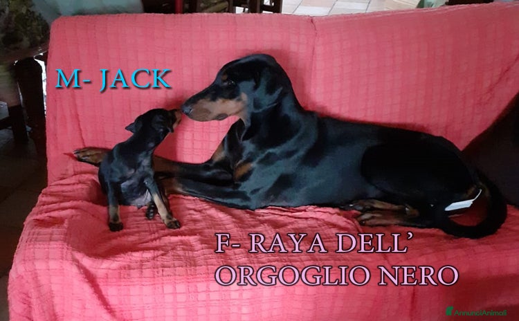 Dobermann cani a Provincia di Pesaro e Urbino - Annuncio 2
