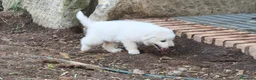 Pastore Abbruzzese Maremmano cani in vendita: Cuccioli di Pastore Maremmano con Pedigree a Città metropolitana di Roma Capitale - Annuncio 9