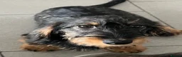 Bassotto cani in vendita: Bassotto tedesco pelo duro taglia nana - Annuncio 2
