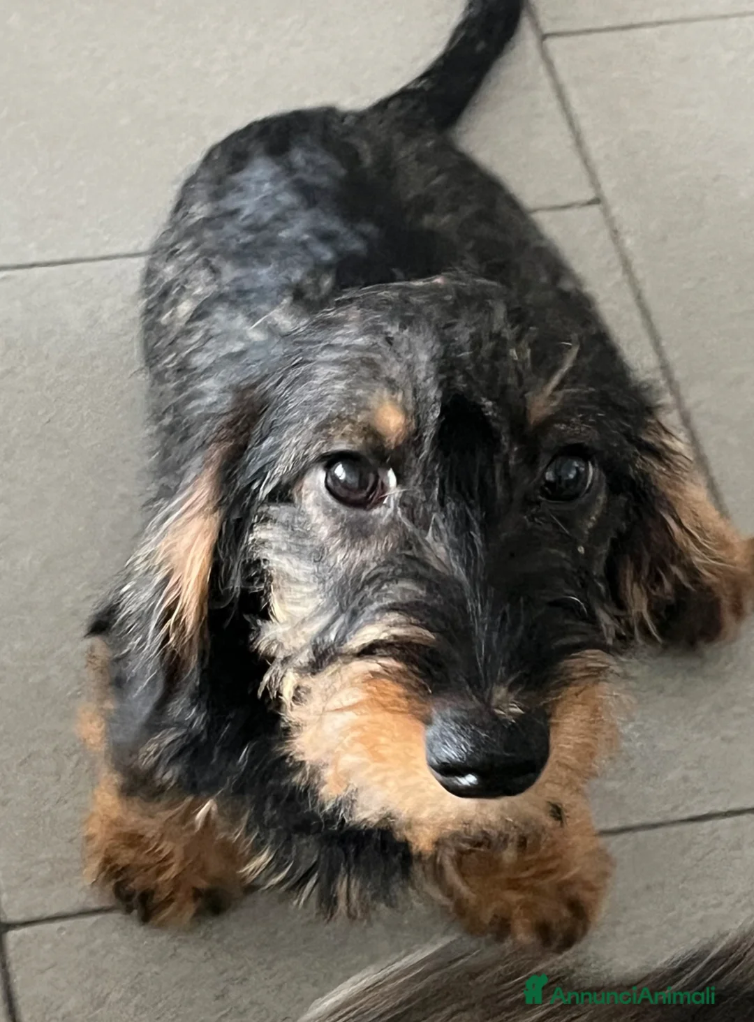 Bassotto cani in vendita: Bassotto tedesco pelo duro taglia nana - Annuncio 2