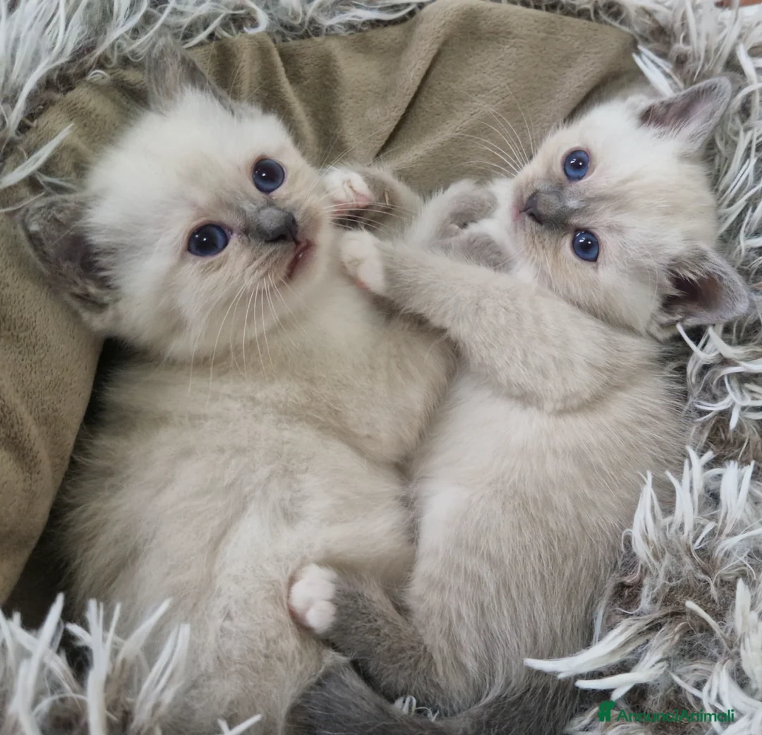 Sacro di Birmania gatti in vendita: Disponibili gattine sacro di Birmania - Annuncio 1