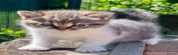 Siberiano gatti in vendita: Cuccioli di gatto Siberiano - Annuncio 4