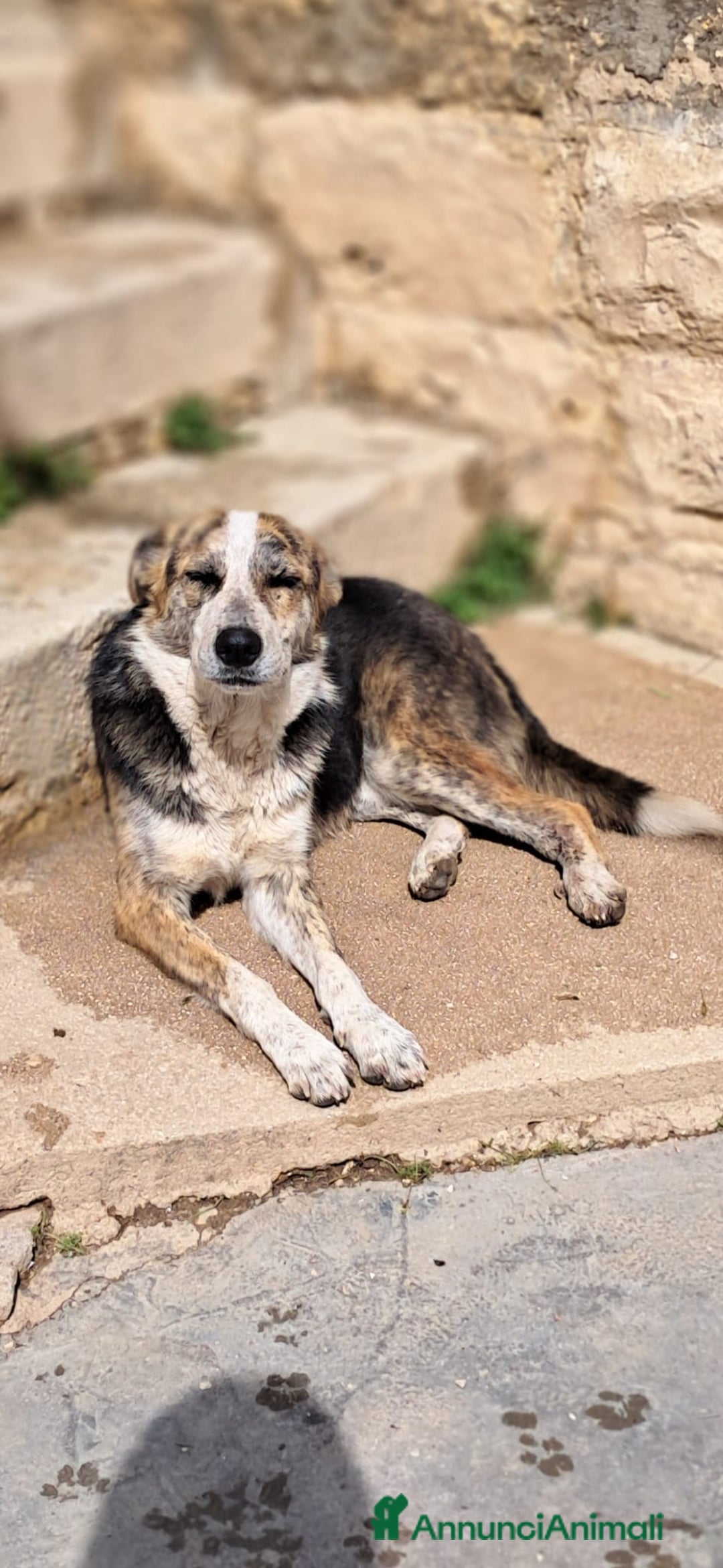 Meticcio cani in regalo: YAGO bel giovanotto - Annuncio 2