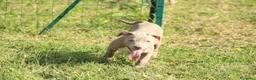 Pitbull cani in vendita: Cuccioli di Pit Bull anche a rate - Annuncio 29