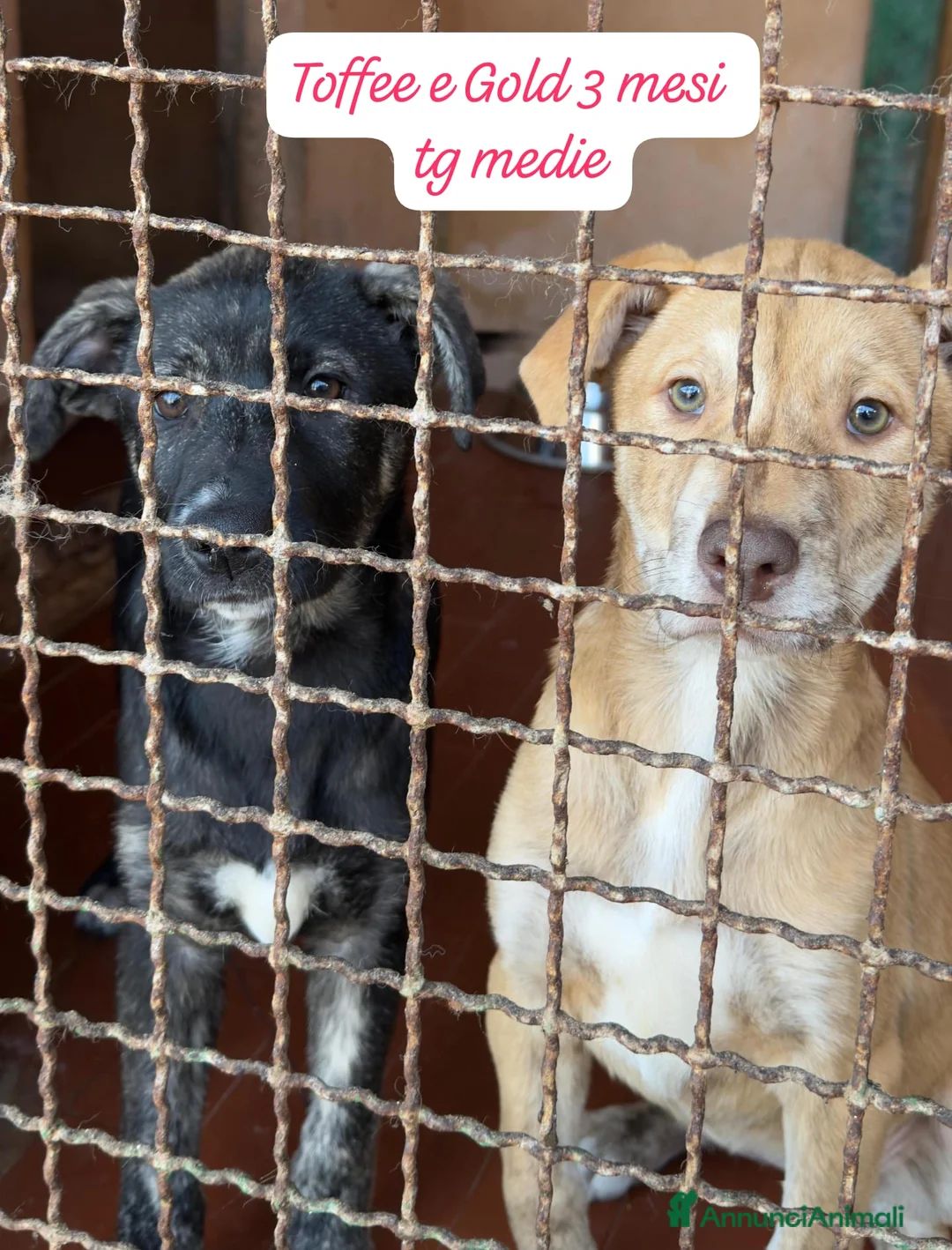 Meticcio cani in regalo: Cuccioli, non hanno chiesto di nascere  - Annuncio 3