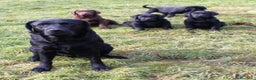 Labrador cani in vendita: Tre cuccioli di labrador retriever nero  - Annuncio 2