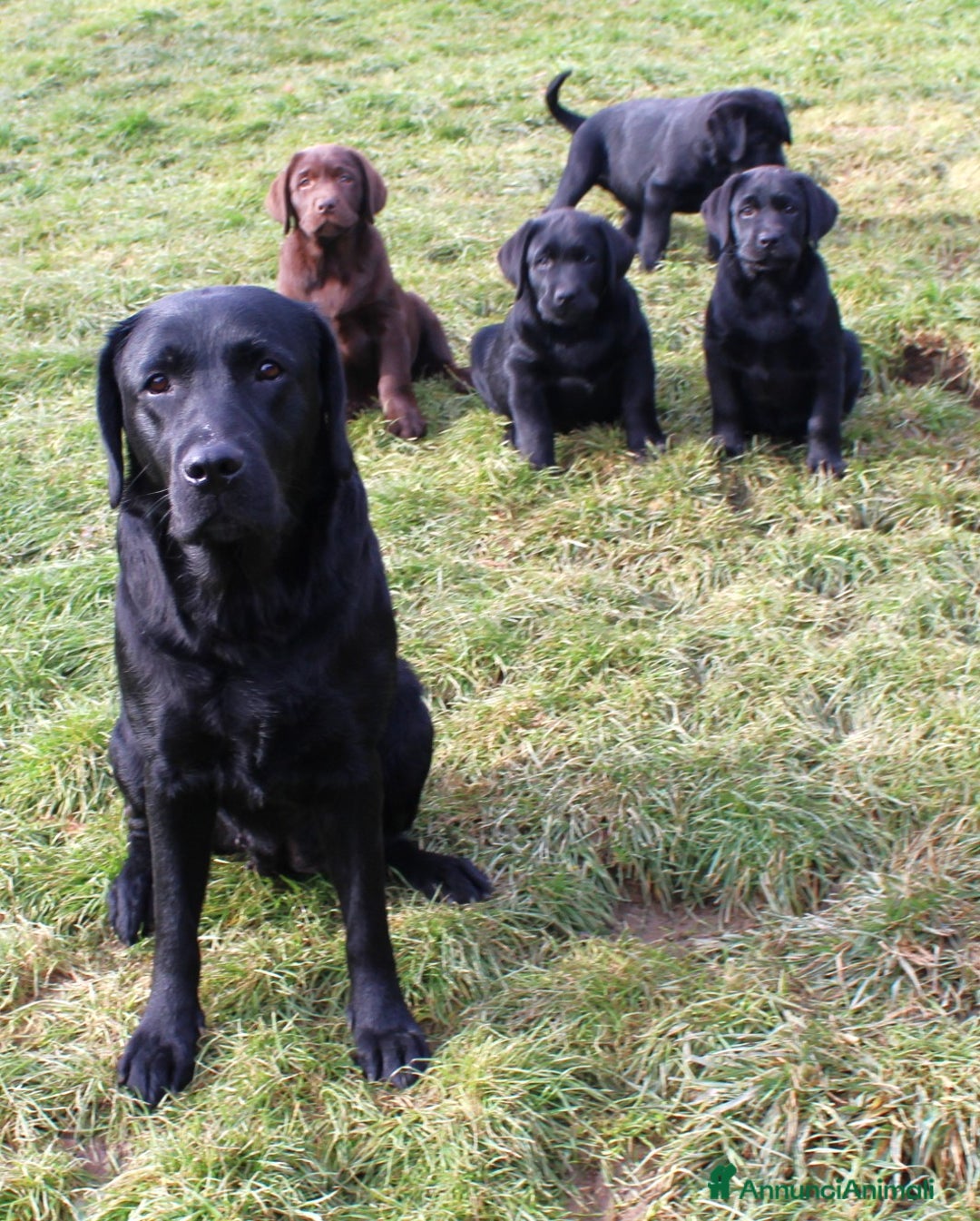 Labrador cani in vendita: Tre cuccioli di labrador retriever nero  - Annuncio 2