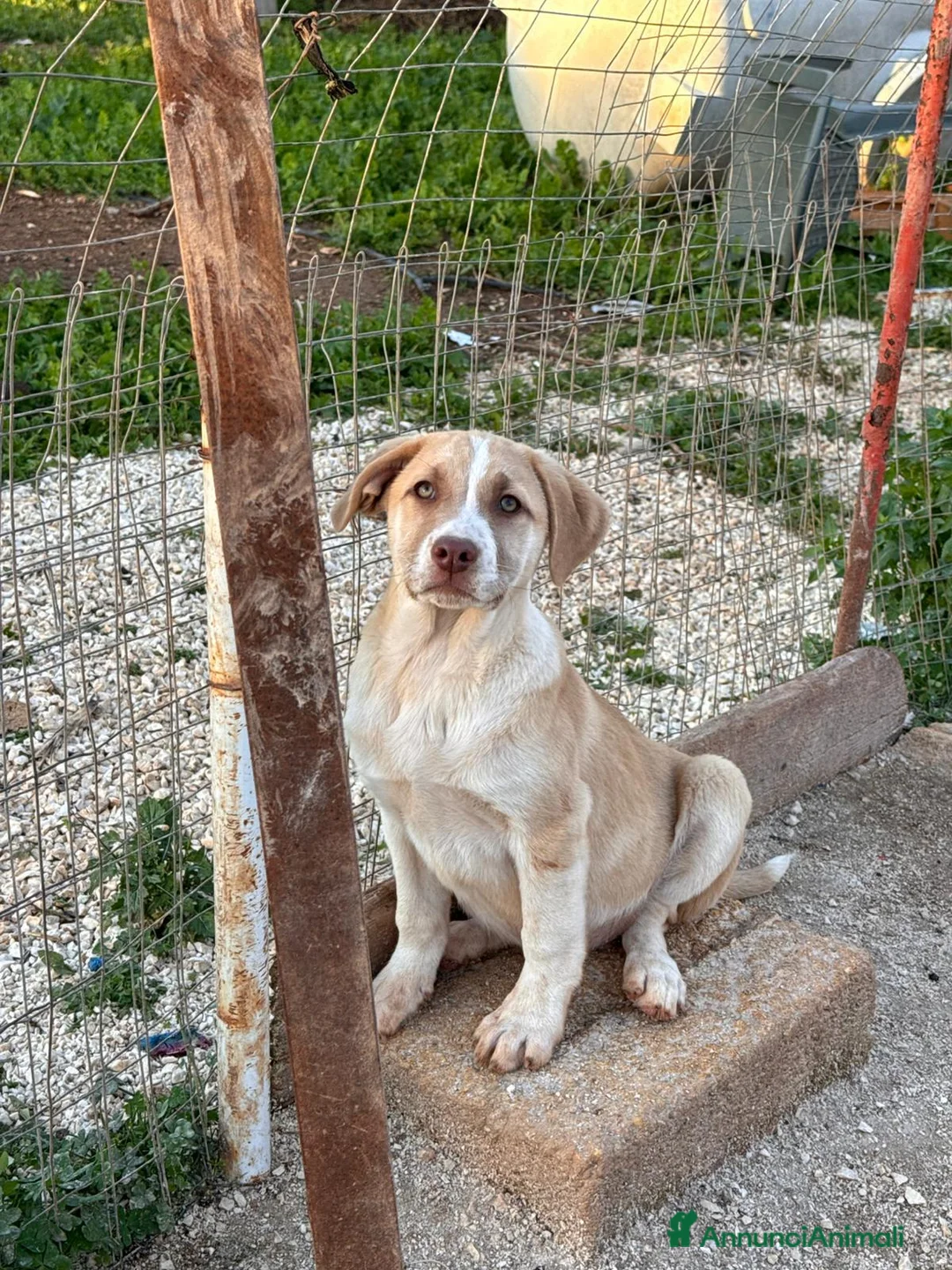 Altre razze cani in regalo: RAMONA, RAFFA, RIO, REGINA E RONDA - Annuncio 2