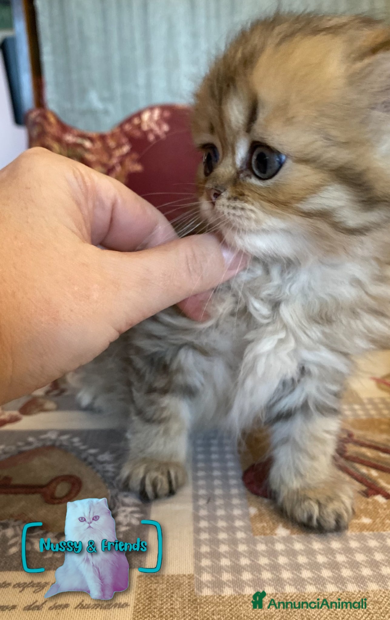 Persiano gatti in vendita: Cucciolo di gatto persiano chinchilla golden - Annuncio 3