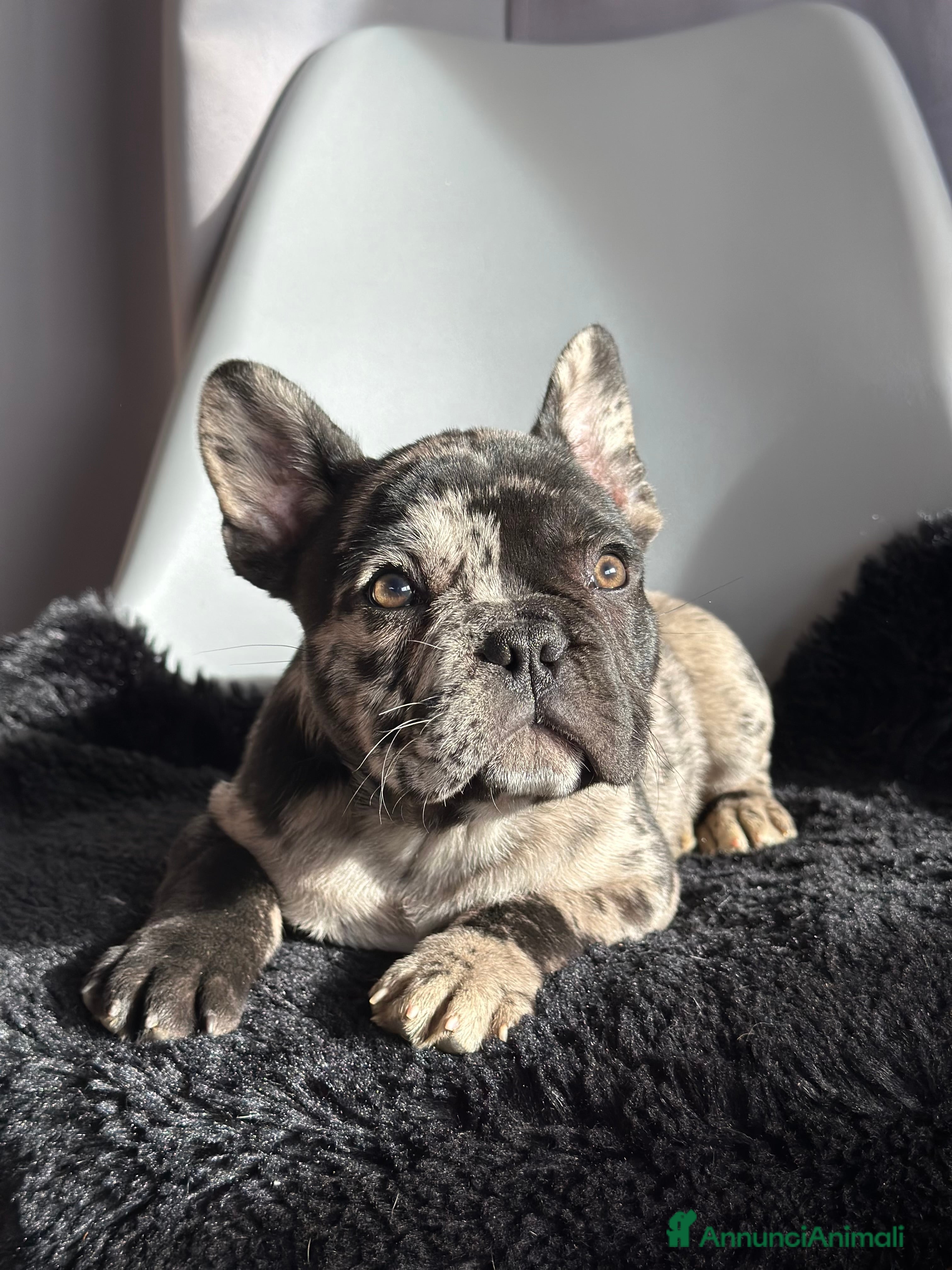 Bulldog Francese cani Cuccioli di bulldog francese esotico  - Annuncio 7