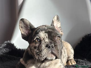 Bulldog Francese cani Cuccioli di bulldog francese esotico - Annuncio 7