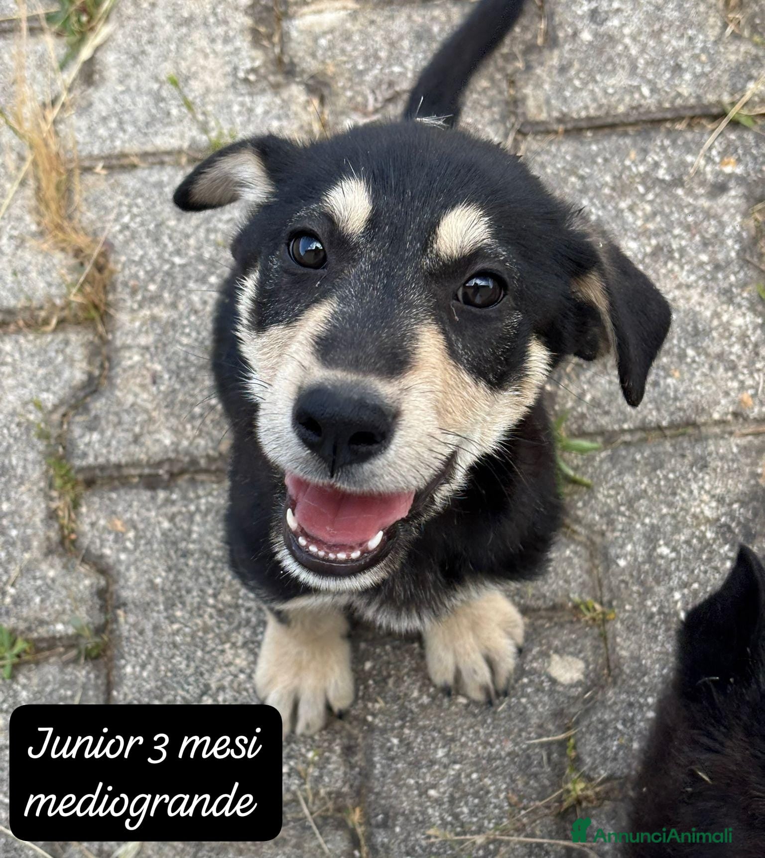 Meticcio cani in regalo: Cuccioli cercano urgentemente famiglia  a Provincia di Monza e della Brianza - Annuncio 3