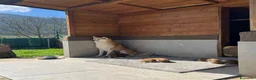 Akita Inu cani in vendita: CUCCIOLO AKITA INU - TOP SELECTION  - Annuncio 4