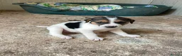 Meticcio cani in regalo: TARZAN e JANE - Annuncio 8