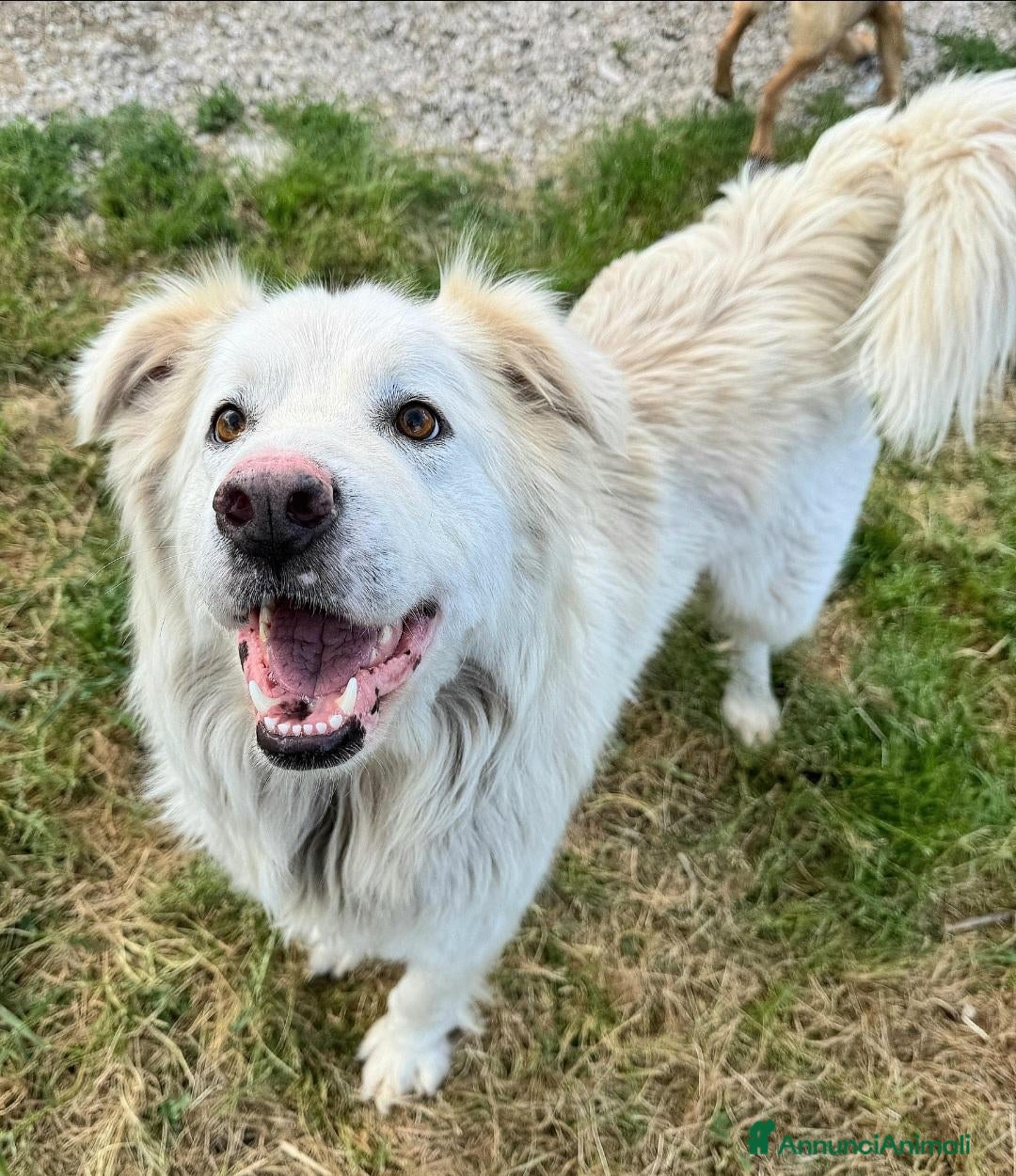 Meticcio cani Margot 2 anni Taglia media grande - Annuncio 9