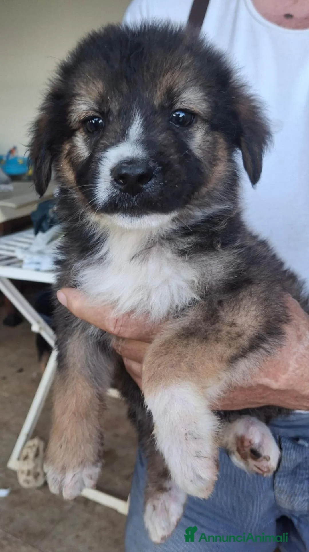 Meticcio cani in regalo: SPARTACO 💙 una nuvola di coccole a Provincia di Novara - Annuncio 3