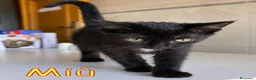 Europeo gatti in regalo:  MIU'  GATTINA DOLCISSIMA DI TRE MESI - Annuncio 2
