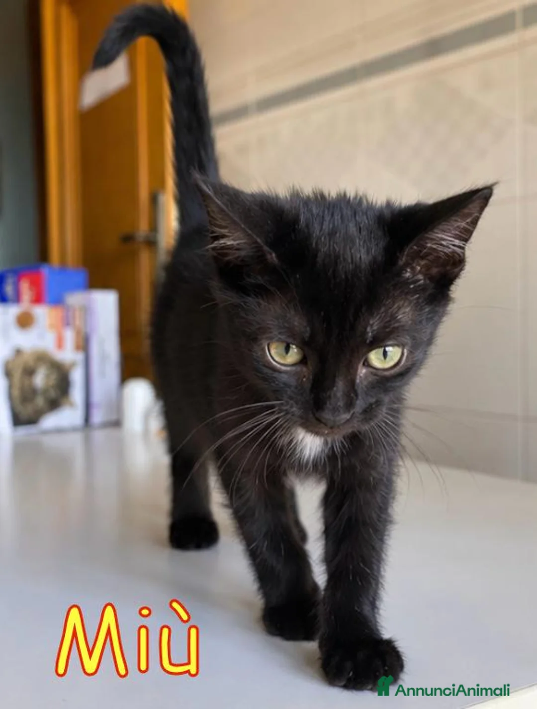 Europeo gatti in regalo:  MIU'  GATTINA DOLCISSIMA DI TRE MESI - Annuncio 2