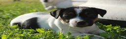 Jack Russell cani in vendita: Jack Russell terrier femmine pedigree - Annuncio 6