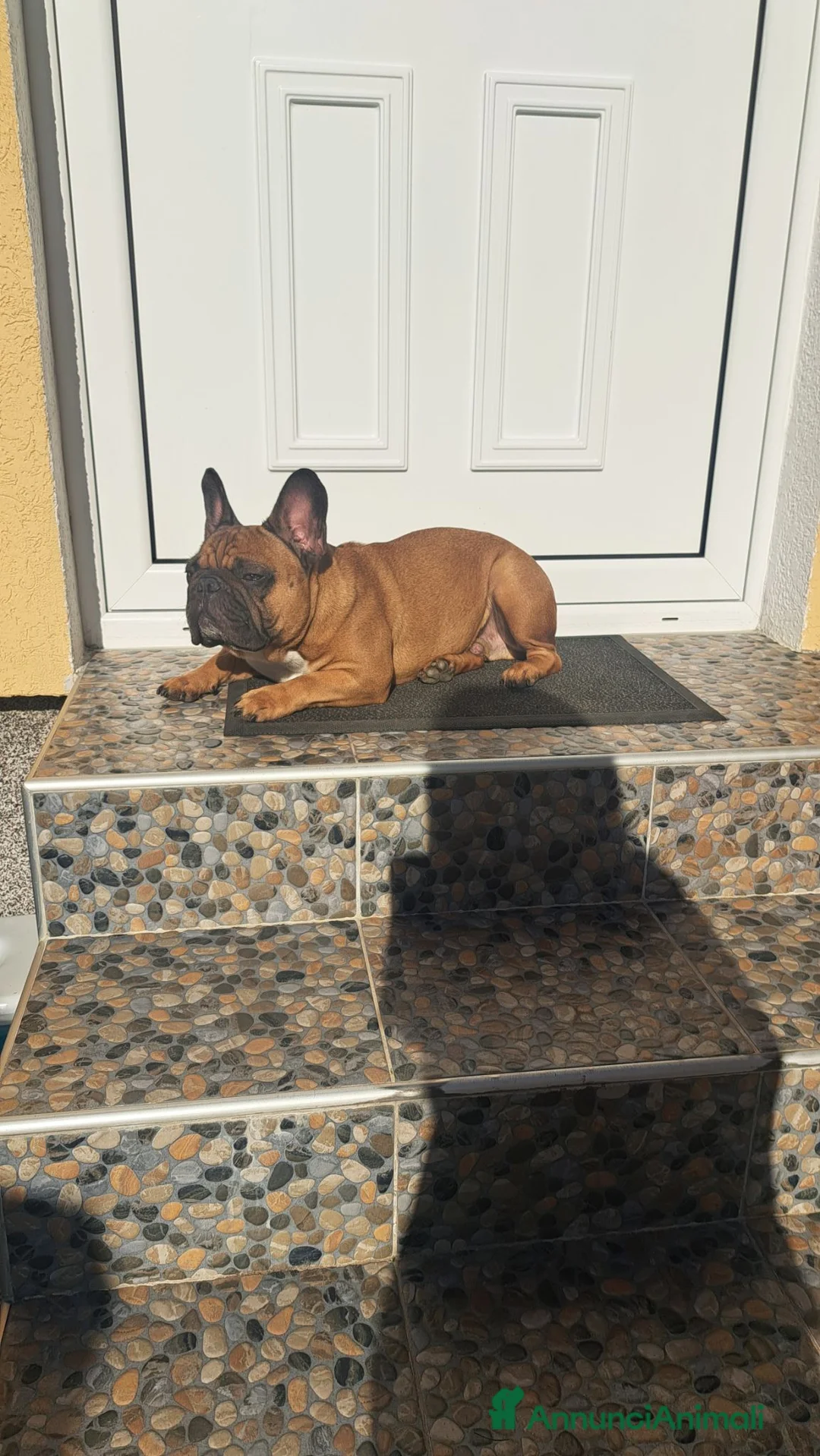 Bulldog Francese cani in regalo: Bulldog francese in regalo  a Provincia di Verona - Annuncio 2