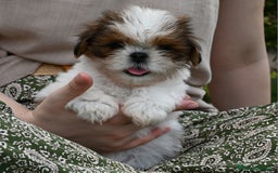 Shih Tzu cani in vendita: SHIH TZU CUCCIOLI PEDIGREE ENCI  a Provincia di Belluno - Immagine 1