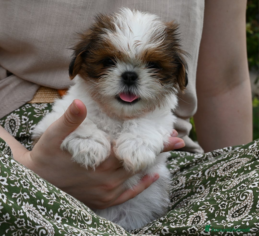 Shih Tzu cani in vendita: SHIH TZU CUCCIOLI PEDIGREE ENCI  a Provincia di Belluno - Immagine 1