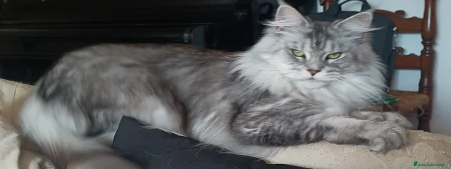 Daphne 