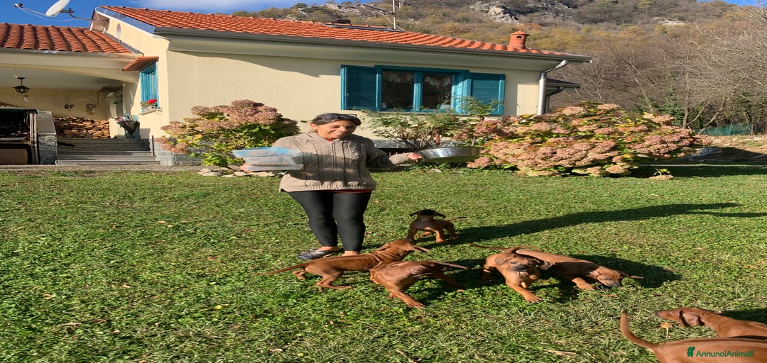 Immagine della galleria {{count}}