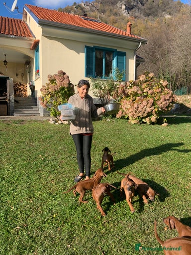 Immagine della galleria {{count}}