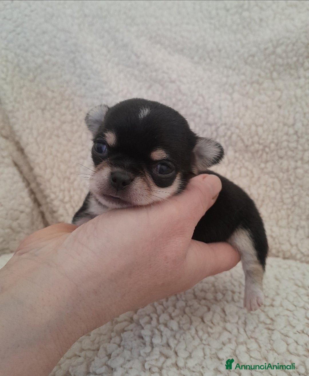 Chihuahua cani in vendita: Chihuahua - Annuncio 2