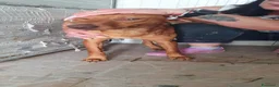 Cirneco dell'Etna cani in regalo: Cirneco dell'Etna in canile - Annuncio 2